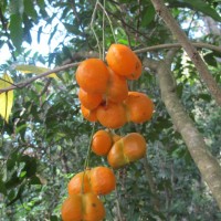 Harpullia arborea (Blanco) Radlk.